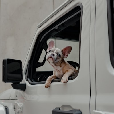 Fotelik samochodowy dla psa