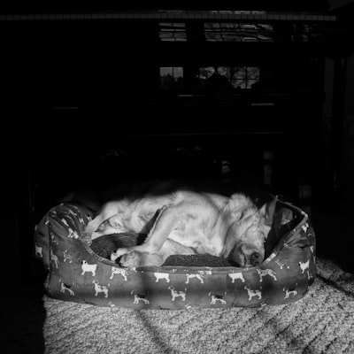 Legowisko ortopedyczne